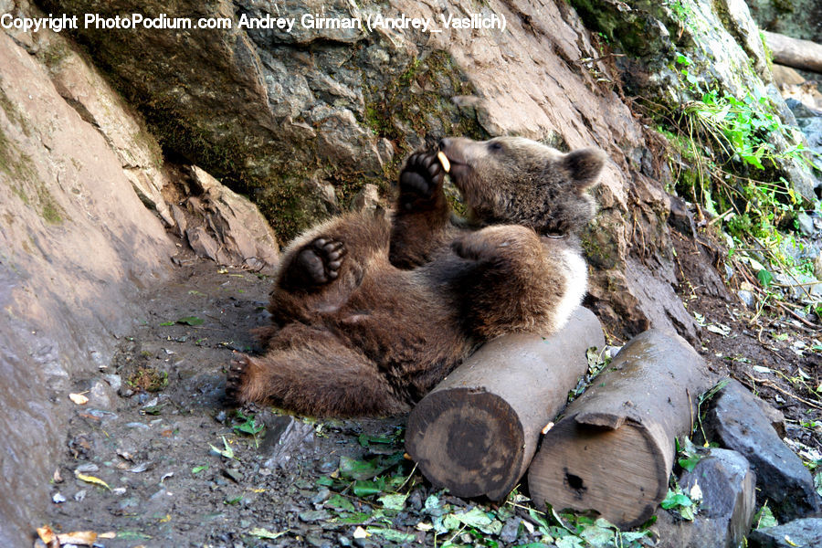Animal, Bear, Mammal, Rock, Brown Bear, Soil, Agaric