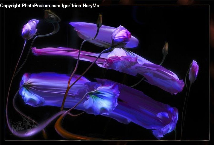 Flora, Flower, Gladiolus, Plant, Light, Blossom, Crocus