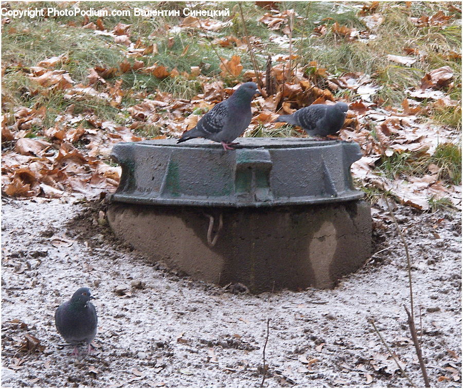 Bird, Pigeon, Dove, Quail, Soil