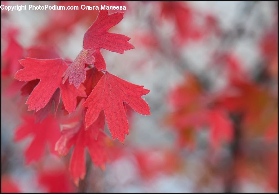 Maple, Maple Leaf, Plant, Tree, Wood, Blossom, Flora
