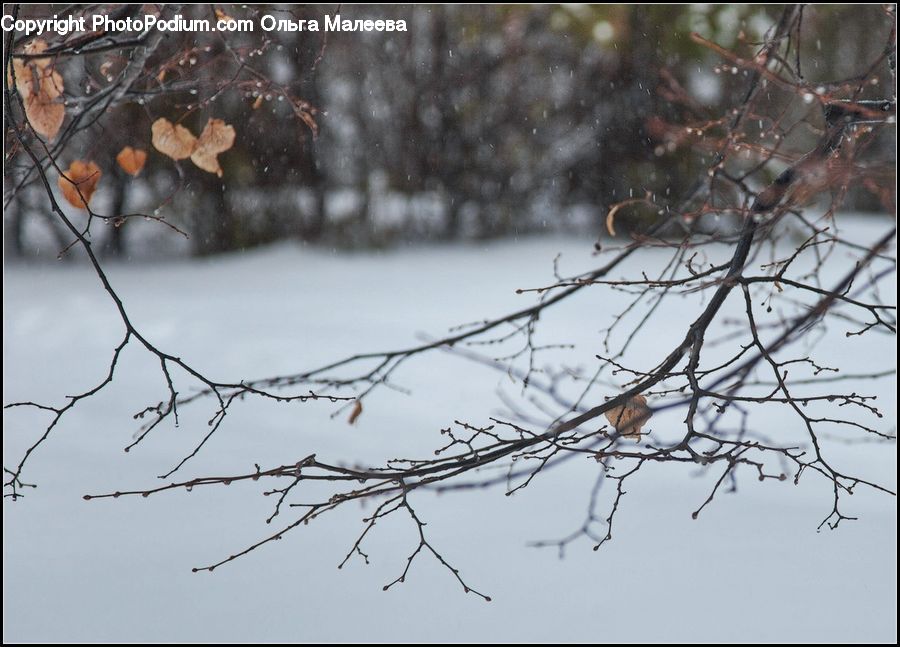 Bird Nest, Nest, Bird, Sparrow, Robin, Birch, Tree