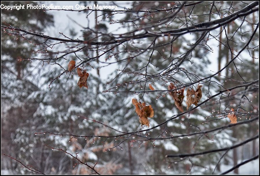 Bird, Robin, Animal, Bear, Lesser Panda, Mammal, Blossom