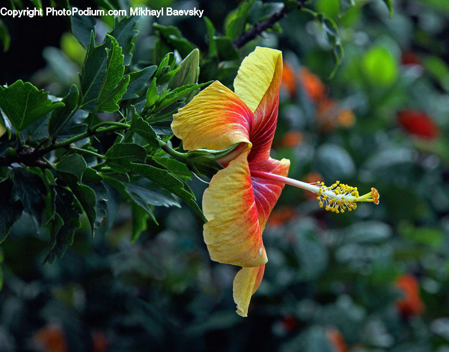 Flora, Flower, Hibiscus, Plant, Poppy, Blossom, Bee