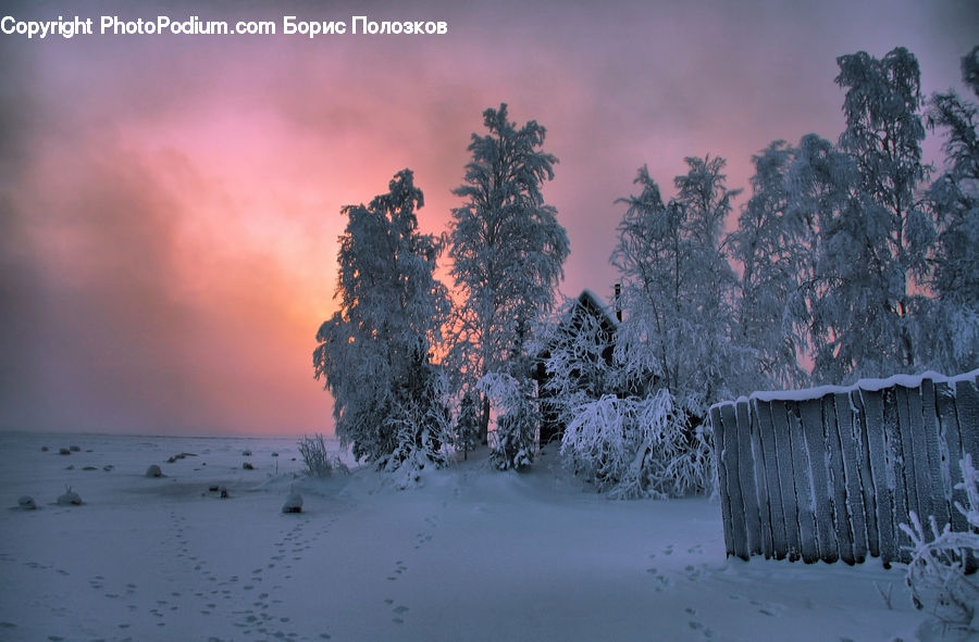 Plant, Tree, Frost, Ice, Outdoors, Snow, Conifer