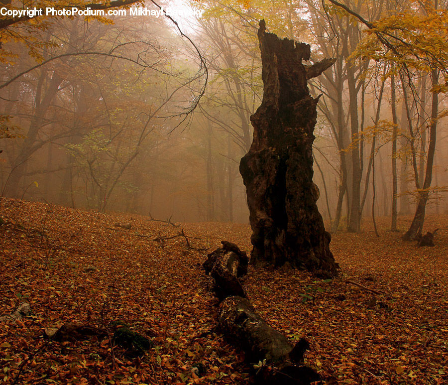 Forest, Vegetation, Dawn, Dusk, Sky, Sunrise, Sunset