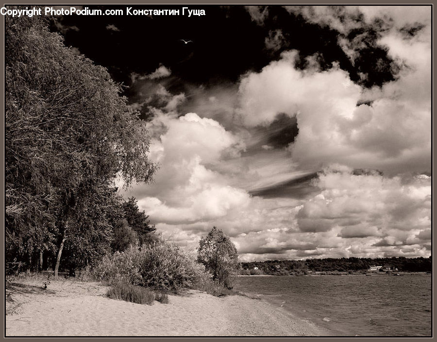 Bush, Plant, Vegetation, Cloud, Cumulus, Sky, Tree