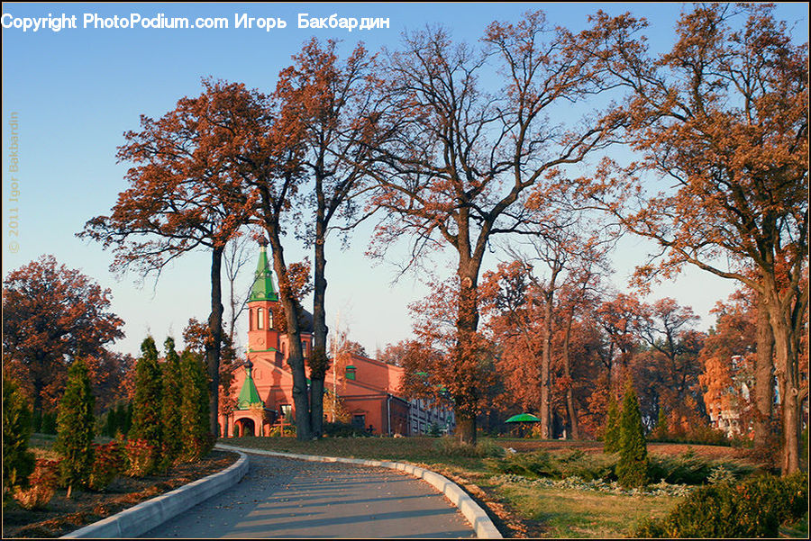 Conifer, Fir, Plant, Tree, Architecture, Church, Worship