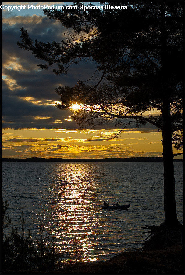Forest, Vegetation, Grove, Land, Lake, Outdoors, Water