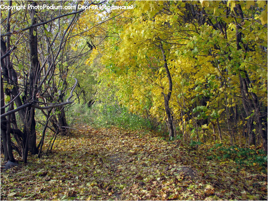 Forest, Vegetation, Grove, Land, Dirt Road, Gravel, Road