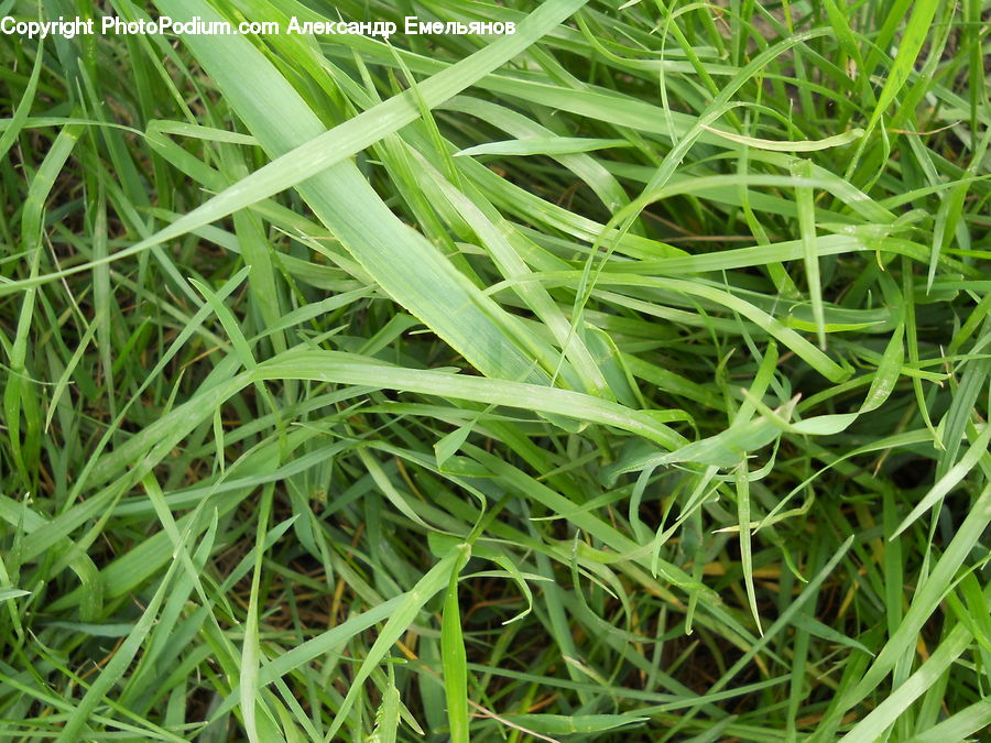 Field, Grass, Grassland, Plant, Herbal, Herbs, Planter