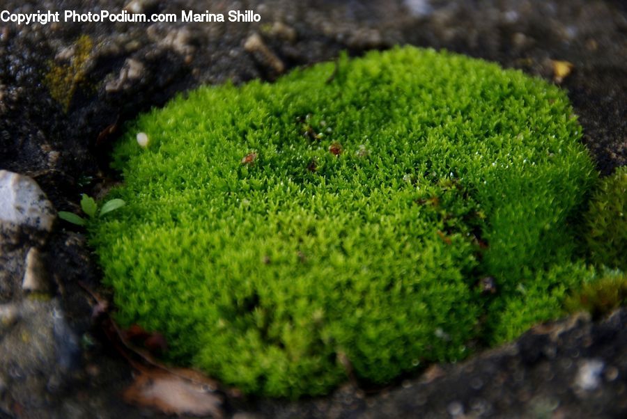 Moss, Plant, Conifer, Fir, Tree, Wood, Yew