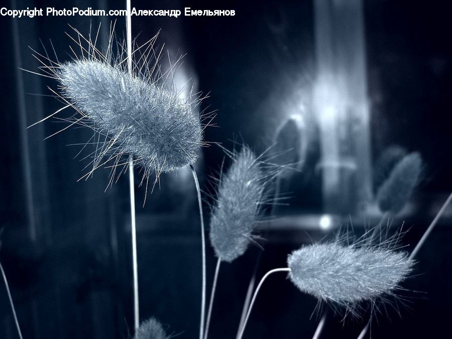 Dandelion, Flower, Plant, Fireworks, Night