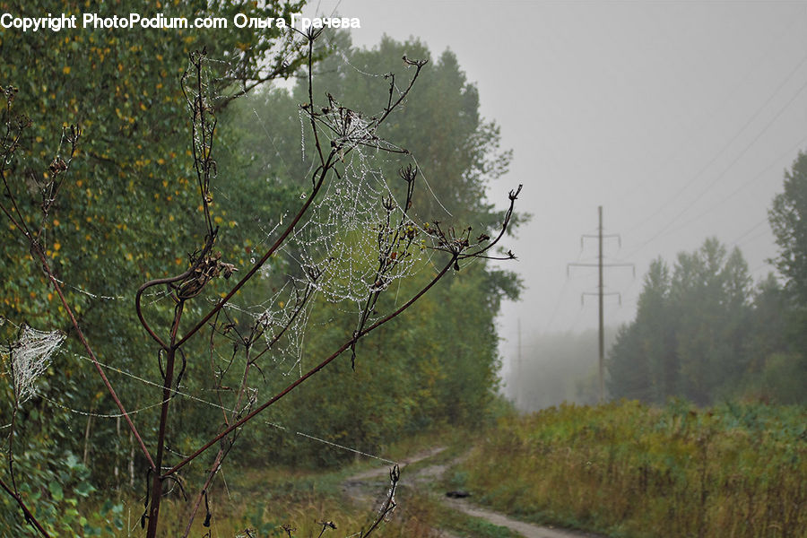 Dirt Road, Gravel, Road, Forest, Vegetation, Conifer, Fir