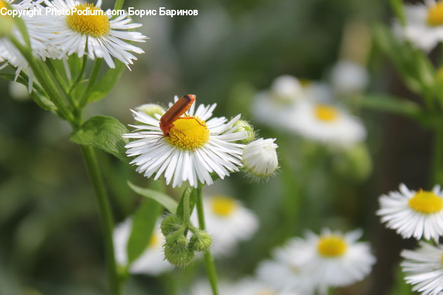 Daisies, Daisy, Flower, Plant, Asteraceae, Blossom, Flora