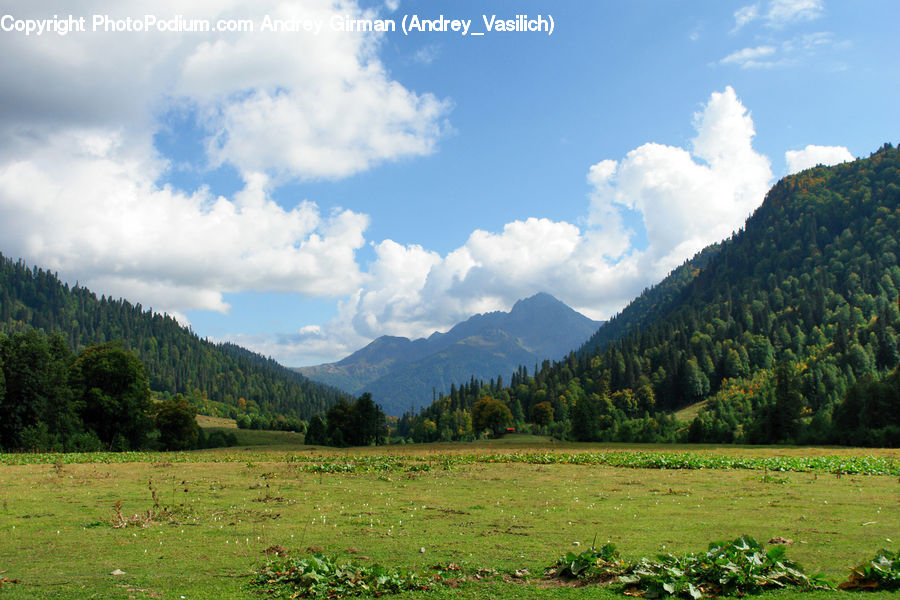 Field, Grass, Grassland, Land, Outdoors, Countryside, Meadow