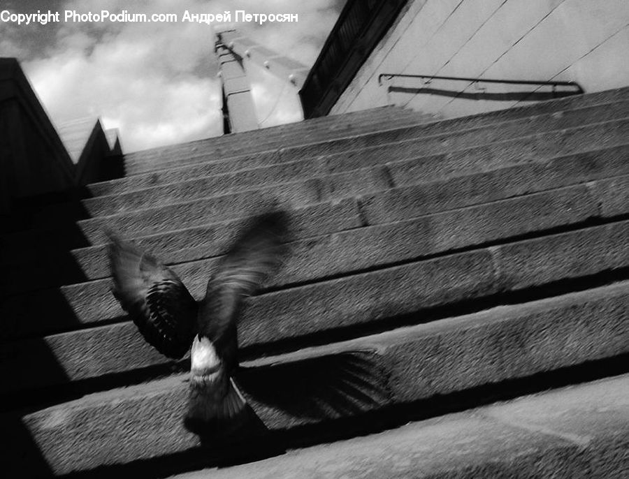 Bird, Pigeon, Dock, Pier, Boardwalk, Deck, Path