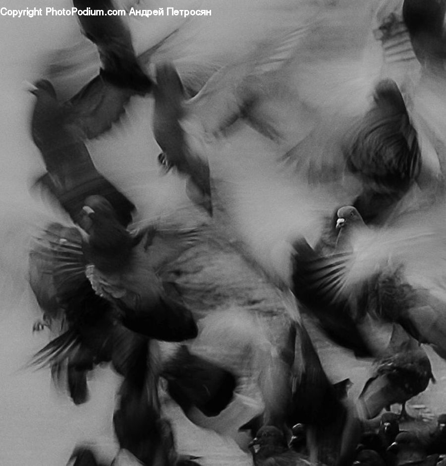 Animal, Bat, Racket, Dance, Dance Pose, Flamenco, Music