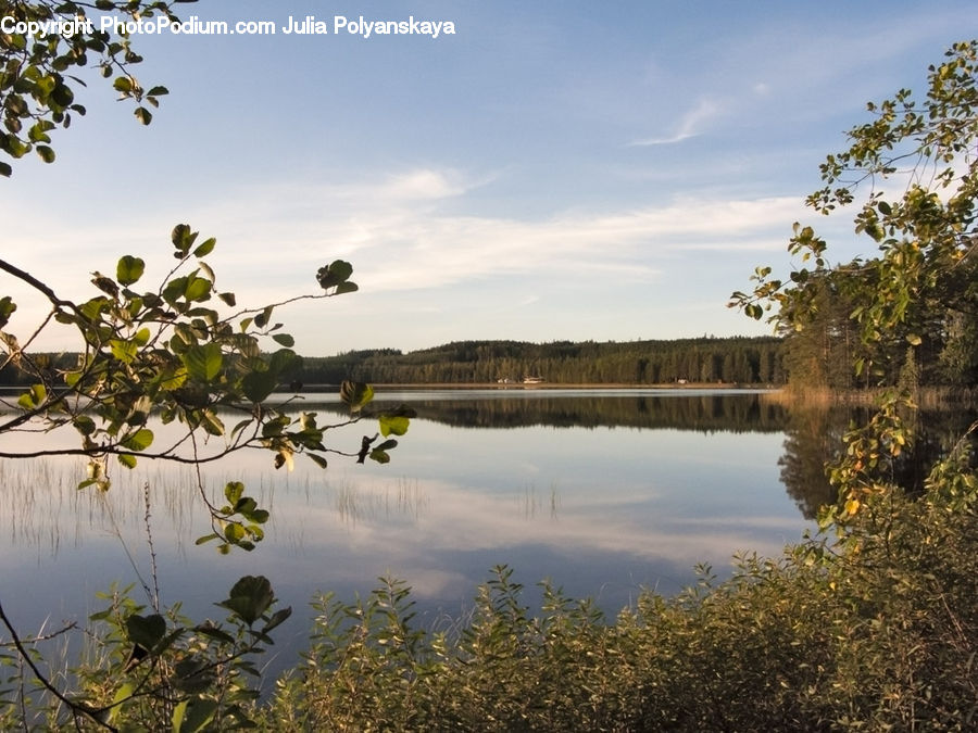 Plant, Potted Plant, Outdoors, Pond, Water, Lagoon, Lake