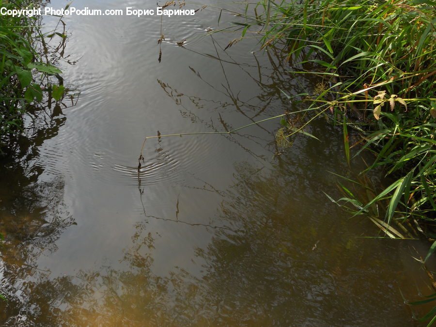 Outdoors, Ripple, Water, Ditch, Land, Marsh, Pond