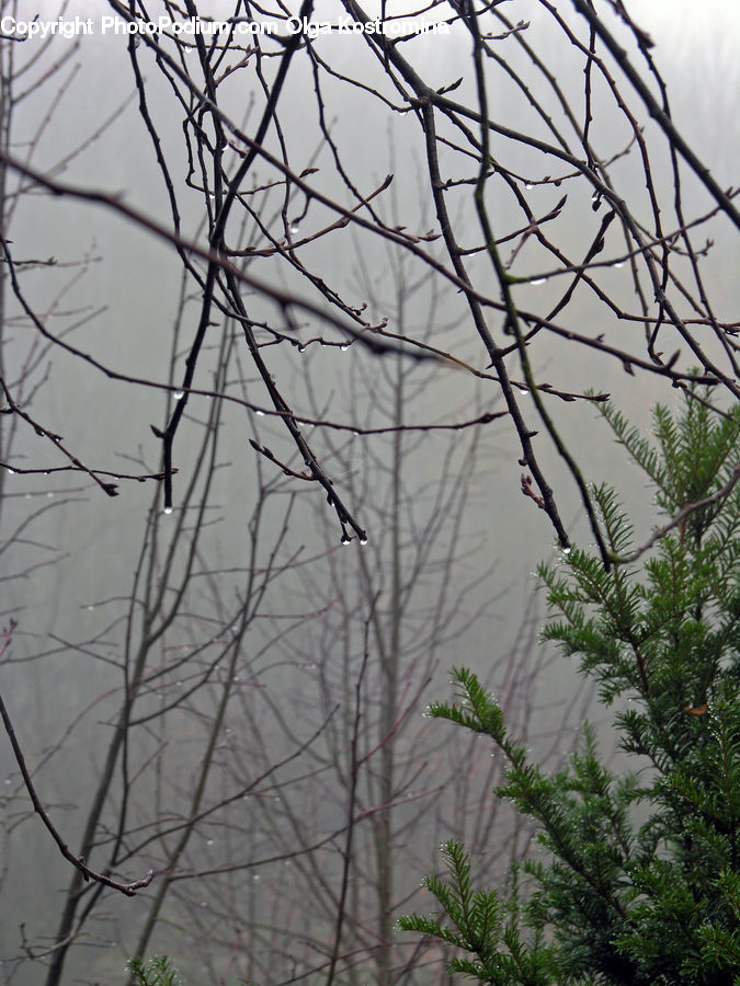 Plant, Potted Plant, Conifer, Tree, Wood, Yew, Dill