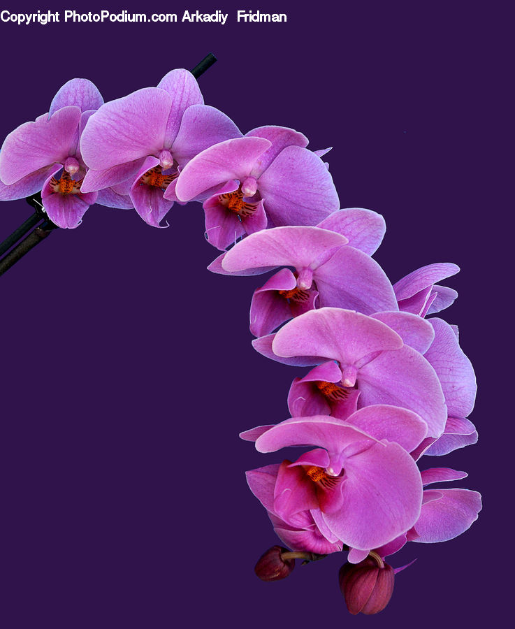 Blossom, Flora, Flower, Orchid, Plant, Gladiolus, Petal