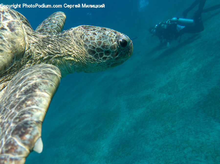 Reptile, Sea Life, Sea Turtle, Tortoise, Turtle, Diver, Diving