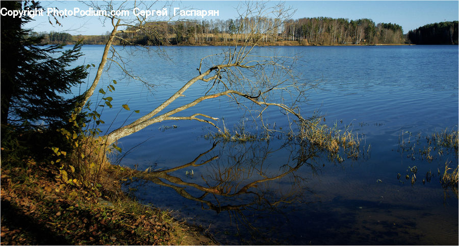 Lake, Outdoors, Water, Land, Marsh, Pond, Swamp
