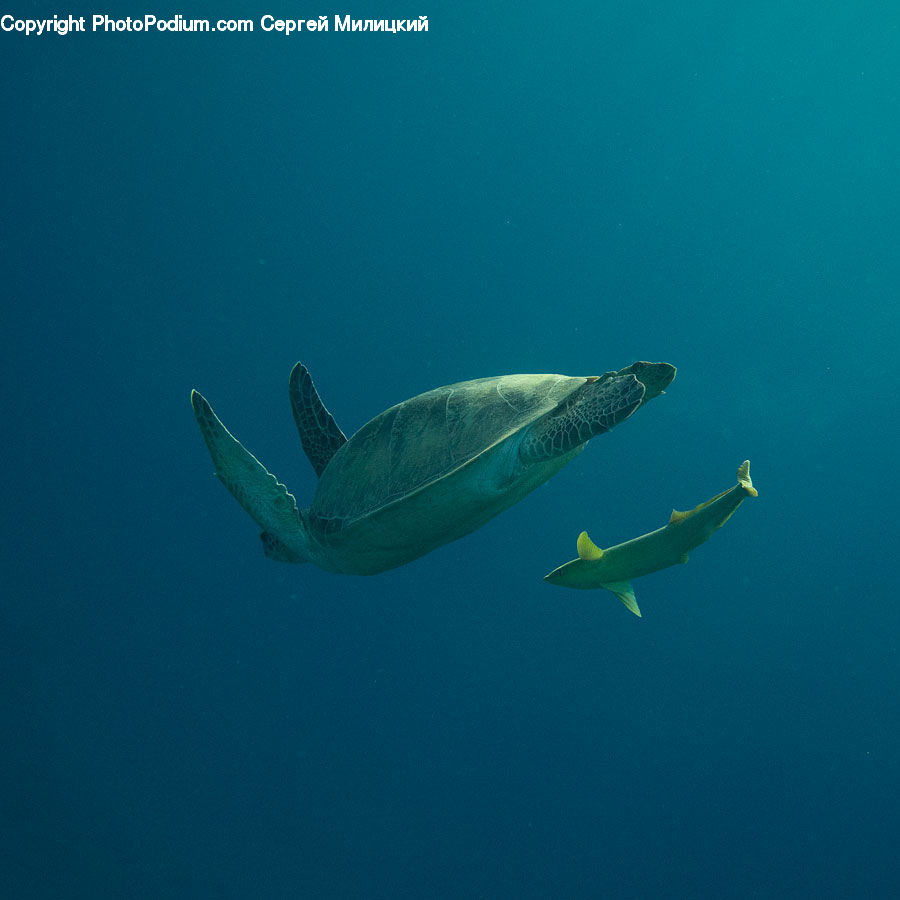 Reptile, Sea Life, Sea Turtle, Tortoise, Turtle, Fish, Shark