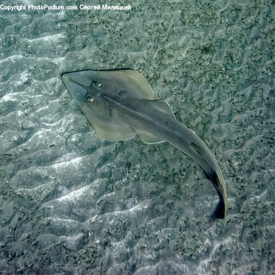 Fish, Manta Ray, Sea Life, Stingray, Stingray Fish, Swordfish