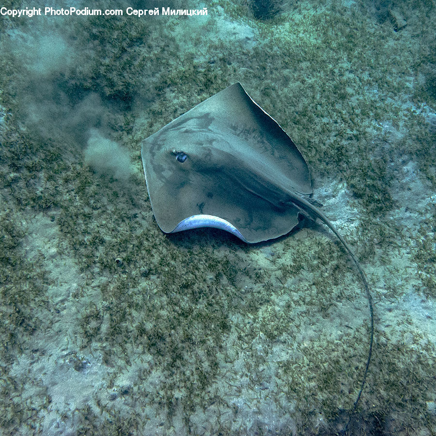 Fish, Manta Ray, Sea Life, Stingray, Stingray Fish