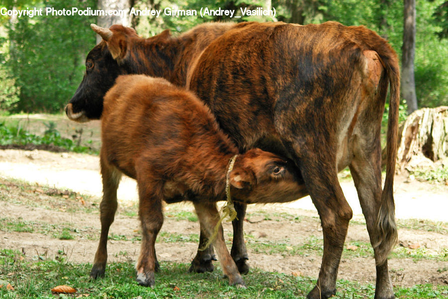Ground, Soil, Angus, Animal, Bull, Mammal, Agaric