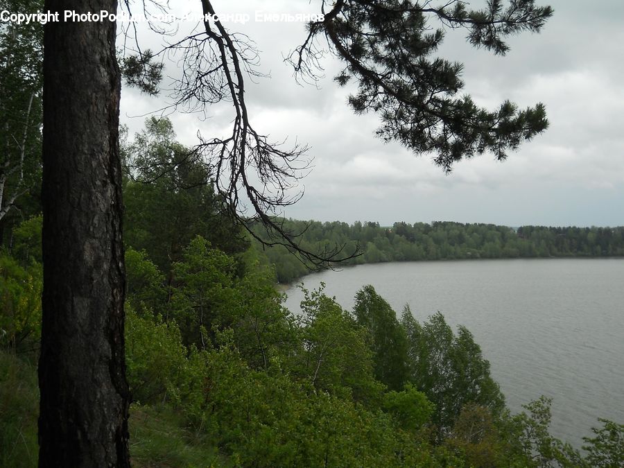 Conifer, Fir, Plant, Tree, Forest, Vegetation, Landscape