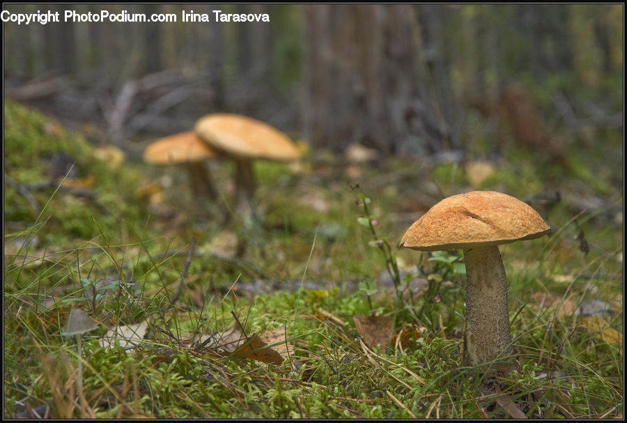 Agaric, Amanita, Fungus, Mushroom, Plant, Grass, Reed