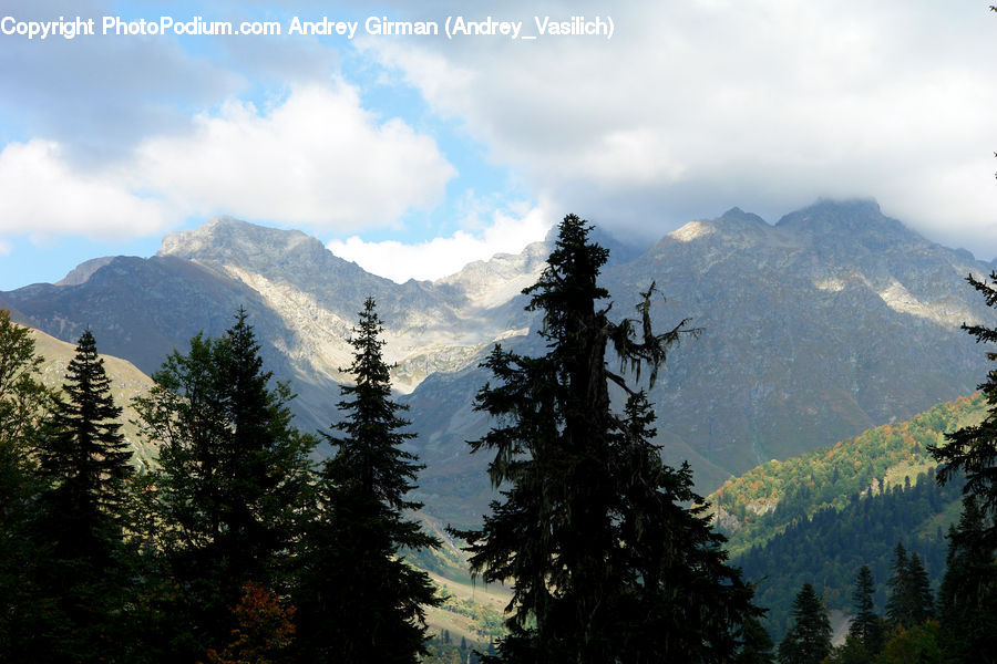 Conifer, Fir, Spruce, Wood, Crest, Mountain, Outdoors