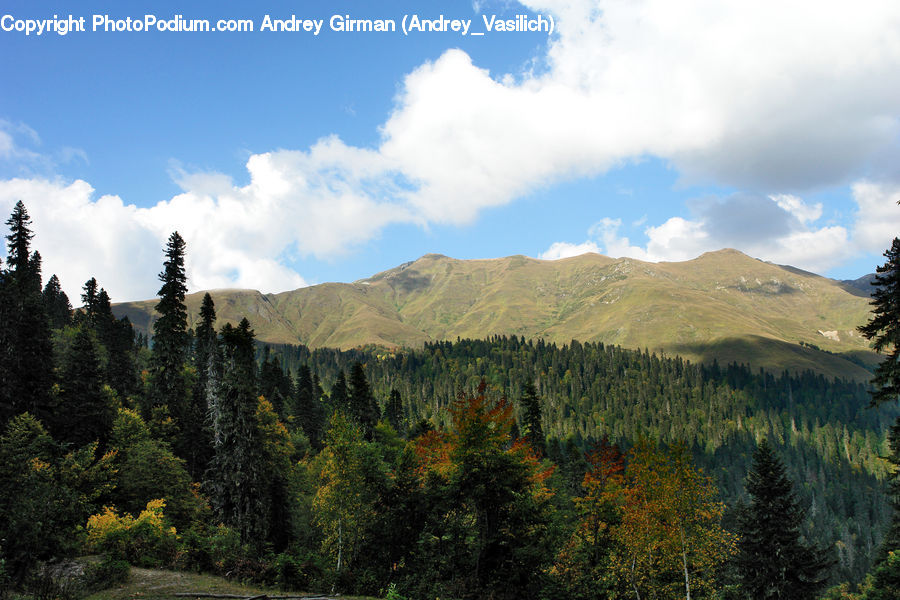 Conifer, Fir, Plant, Tree, Crest, Mountain, Outdoors