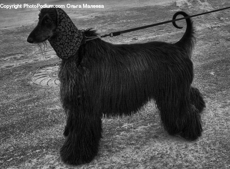 Afghan Hound, Animal, Canine, Dog, Hound, Mammal, Pet
