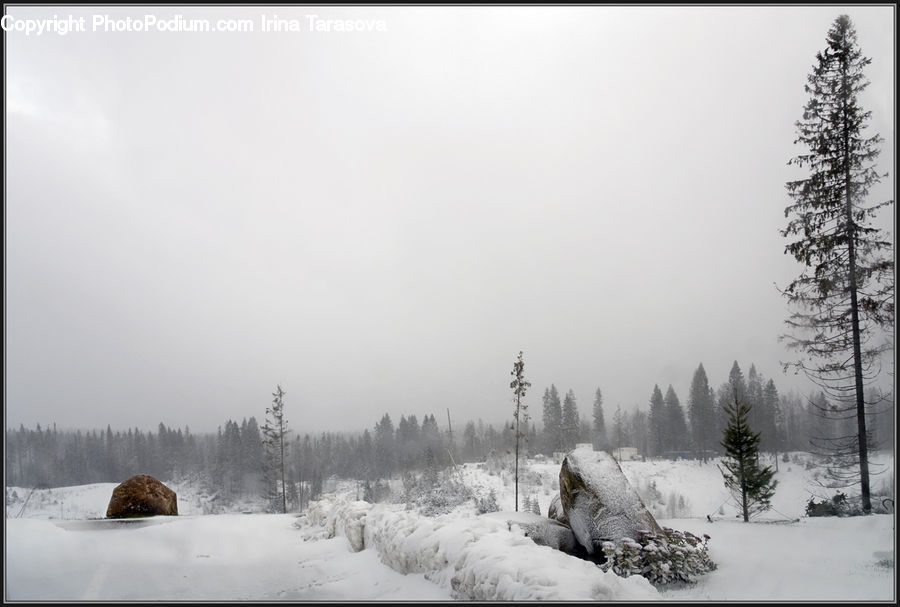 Plant, Potted Plant, Ice, Outdoors, Snow, Forest, Vegetation