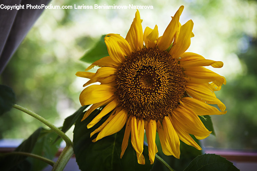 Blossom, Flora, Flower, Plant, Sunflower, Daisies, Daisy