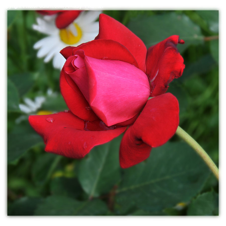 Blossom, Flora, Flower, Petal, Plant, Rose, Geranium
