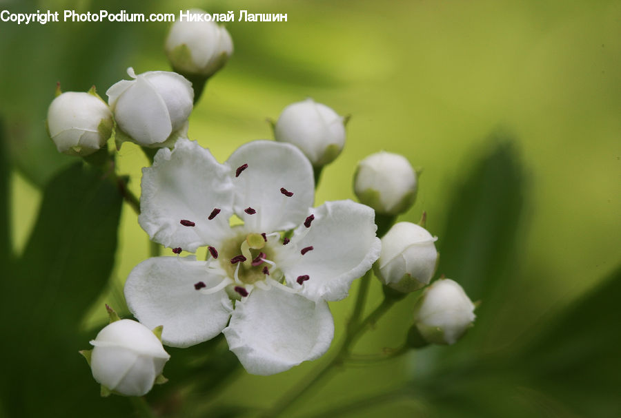 Blossom, Flora, Flower, Plant, Cotton, Fiber, Apple
