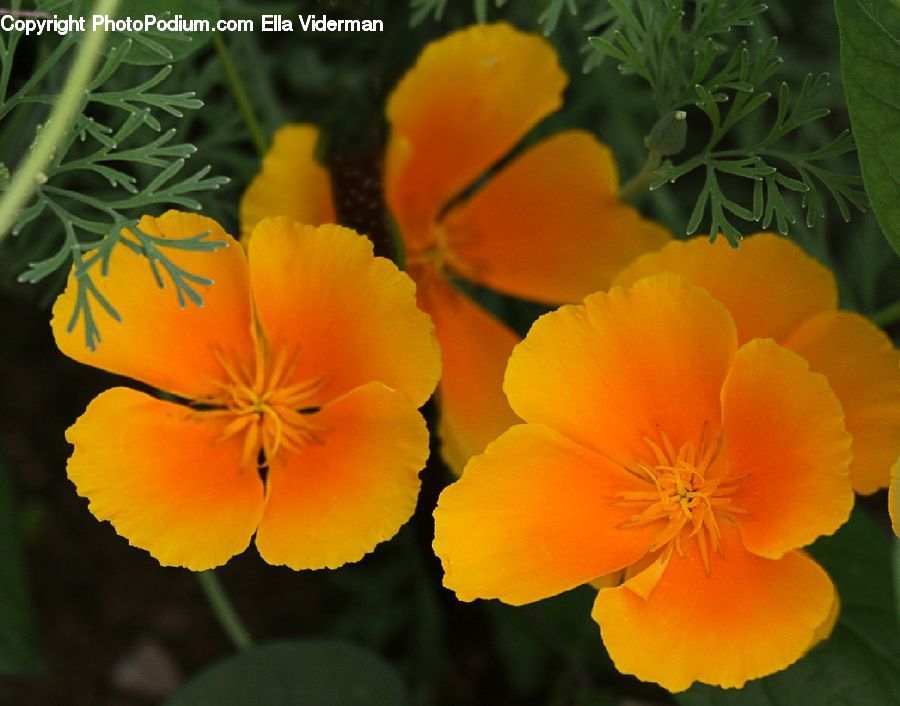 Blossom, Flora, Flower, Geranium, Plant, Poppy, Lily