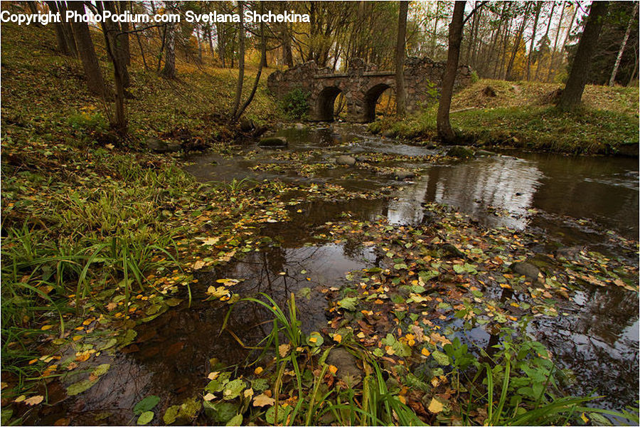 Land, Marsh, Outdoors, Swamp, Water, Forest, Grove