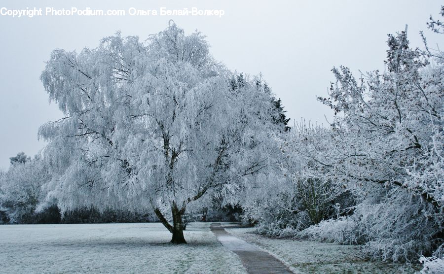 Frost, Ice, Outdoors, Snow, Plant, Tree