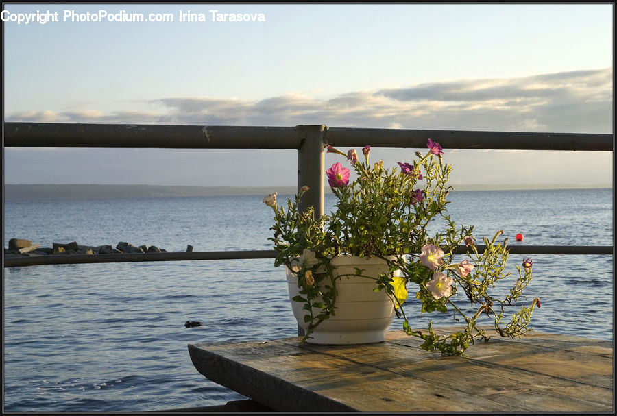 Plant, Potted Plant, Coast, Outdoors, Sea, Water, Flower Arrangement