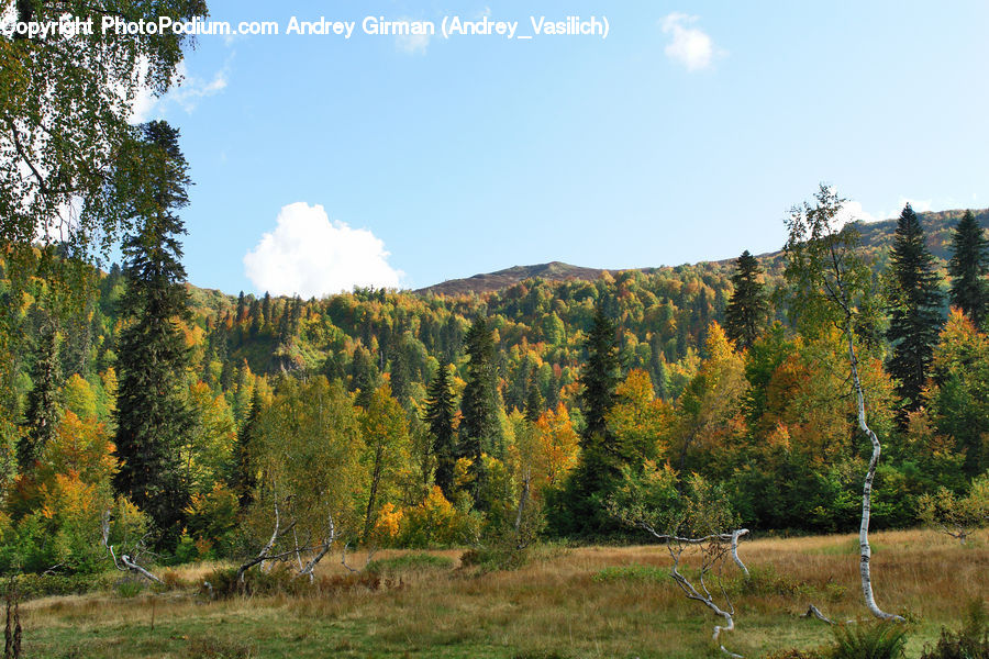 Conifer, Fir, Plant, Tree, Larch, Wood, Forest