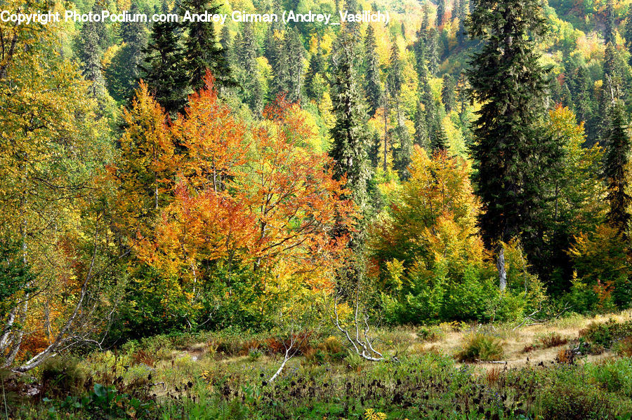 Conifer, Fir, Plant, Tree, Larch, Wood, Forest