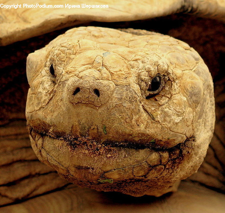 Reptile, Tortoise, Turtle, Bread, Food