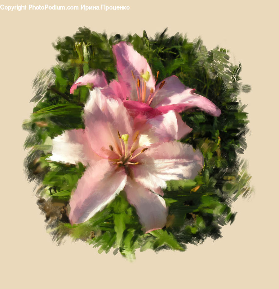 Blossom, Flora, Flower, Geranium, Plant, Gladiolus, Fern