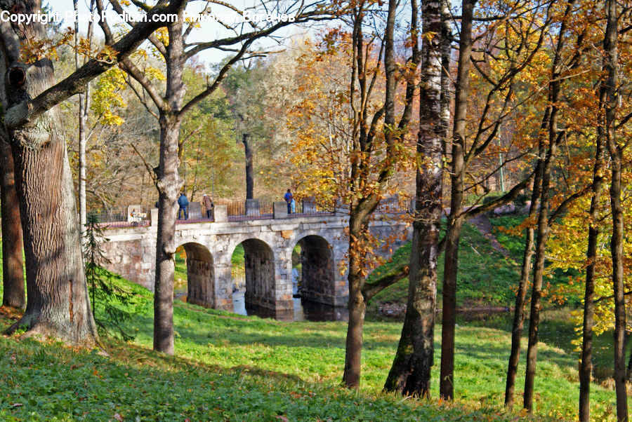 Oak, Tree, Wood, Bridge, Viaduct, Birch, Plant