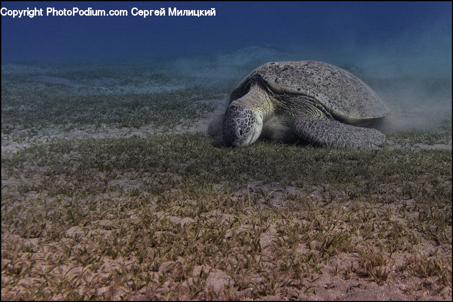Reptile, Sea Life, Tortoise, Turtle, Field, Grass, Grassland